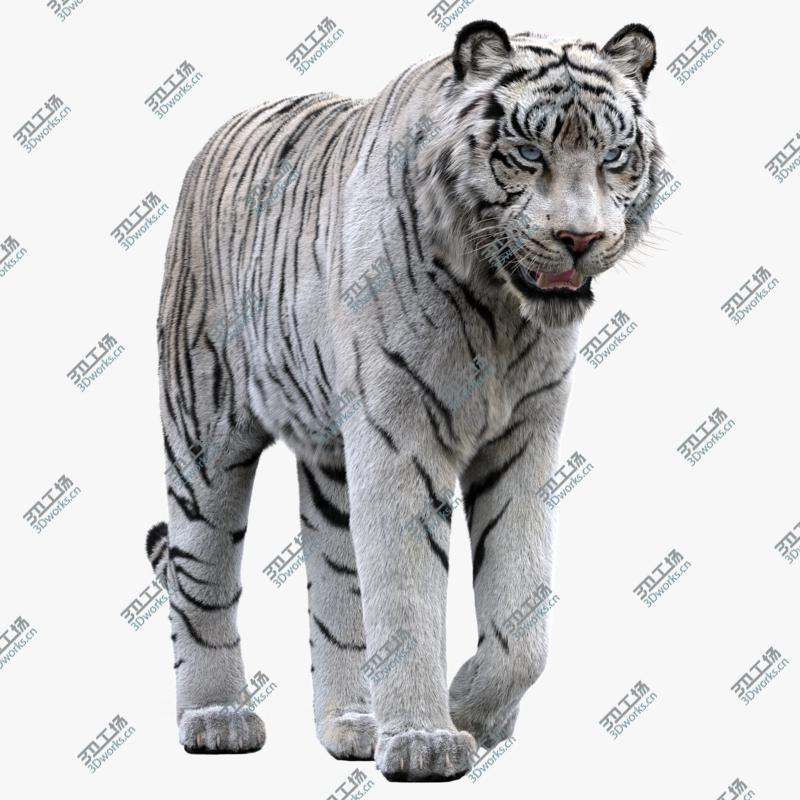 images/goods_img/2021040235/white Tiger(Rigged, FUR) 3D model/1.jpg